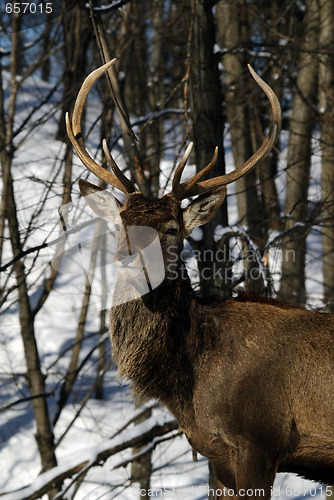 Image of Elk