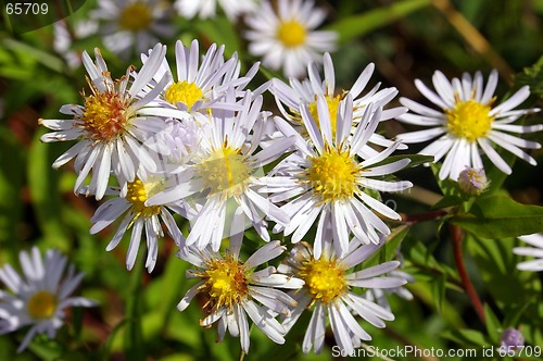 Image of Michaelmas Daisy 01