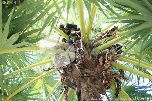 Image of Fruits on palm