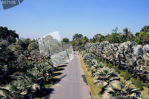 Image of Road amongst palms, Thailand