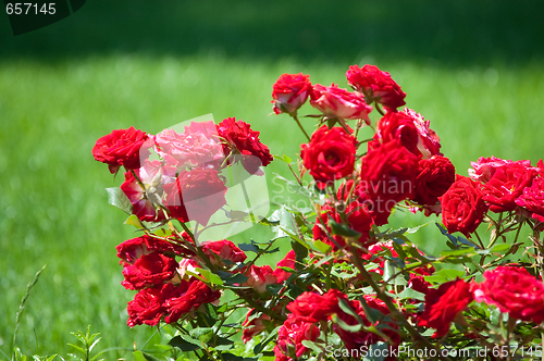 Image of red roses