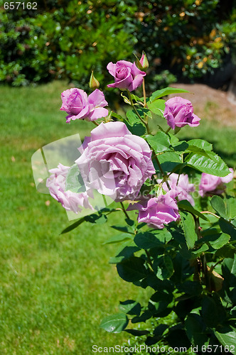 Image of red roses  