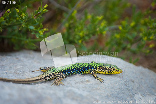 Image of lizard