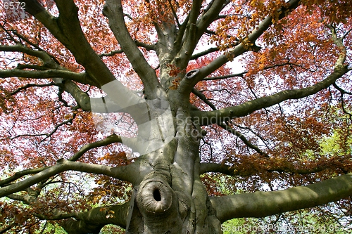 Image of Beech tree-very old