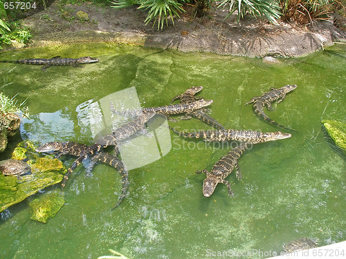 Image of Alligator