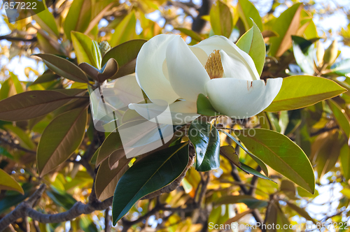 Image of magnolia flower
