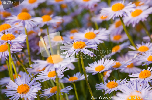 Image of flower of the garden daisywheel