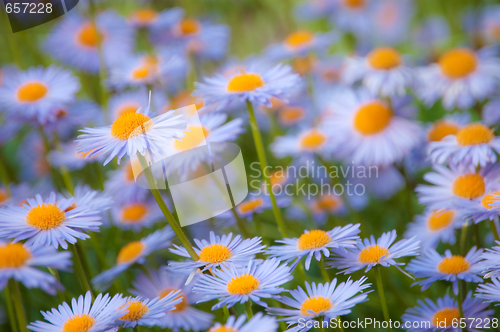 Image of flower of the garden daisywheel