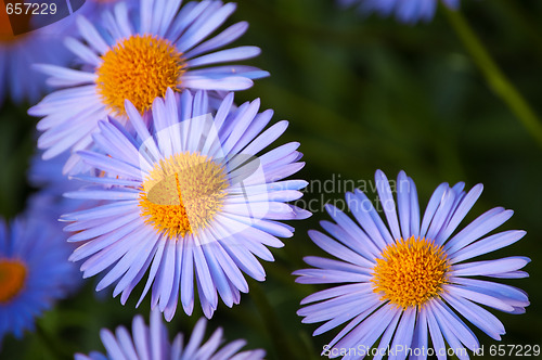 Image of flower of the garden daisywheel