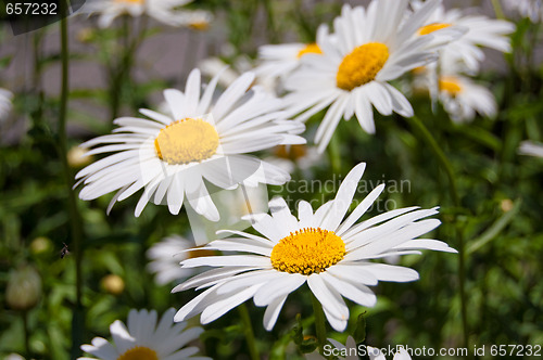 Image of flower of the garden daisywheel