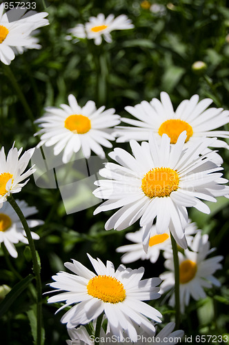 Image of flower of the garden daisywheel