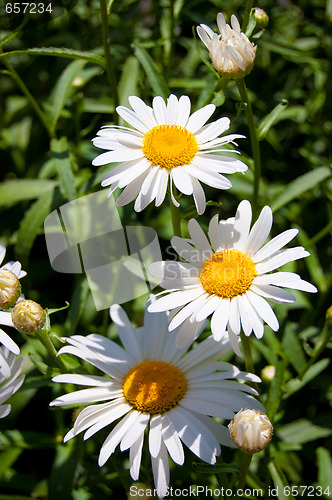 Image of flower of the garden daisywheel