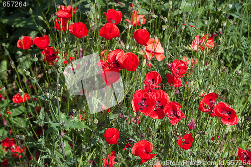 Image of Field with poppies