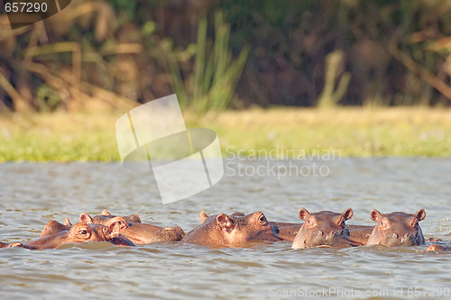 Image of  hippopotamuses enjoying fresh water bath