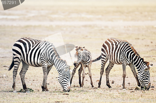 Image of Herd of Plains Zebras