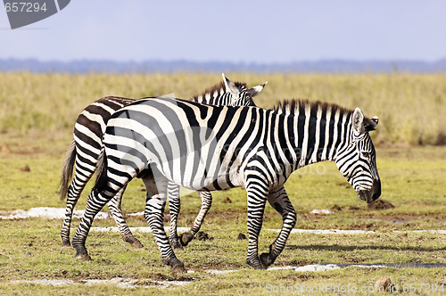 Image of Plains Zebras