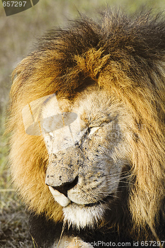 Image of African lion  with flies swamp all over his face 