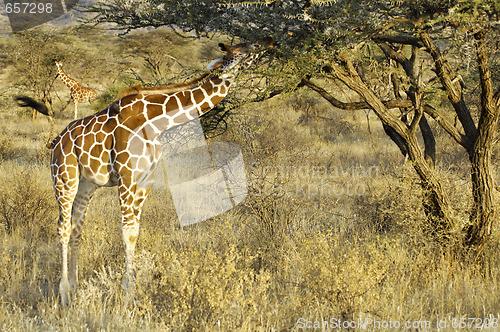 Image of Somali Giraffes feeding in bush