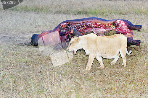 Image of Lioness lick her mouth while passing hippo carcass