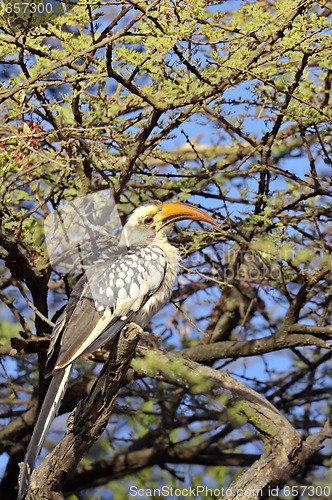 Image of Red-billed hornbill