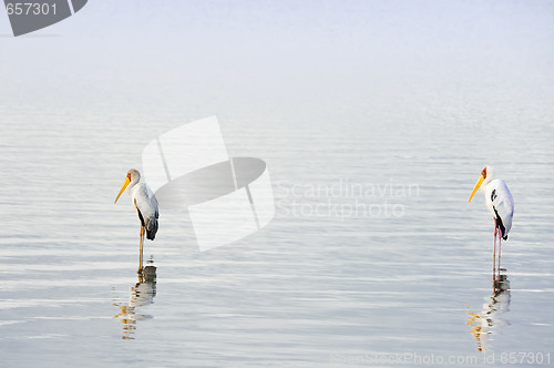 Image of Yellow-billed storks