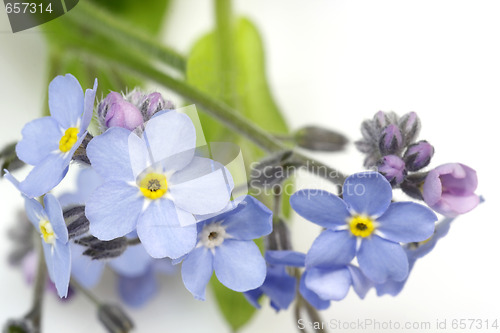 Image of Forget-me-not