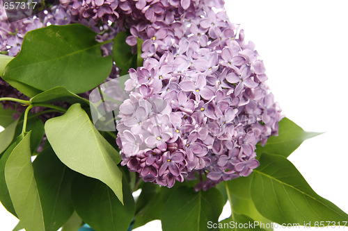 Image of Syringa