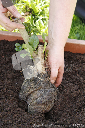 Image of Gardening