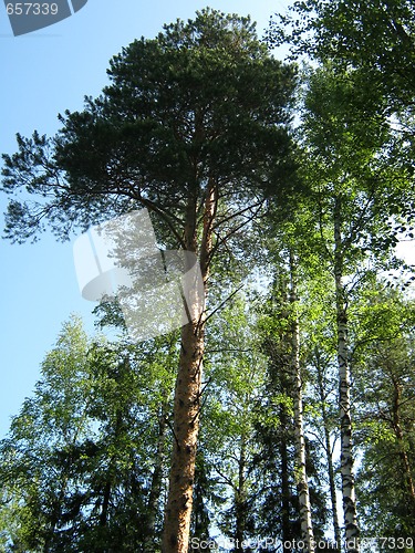 Image of Pine