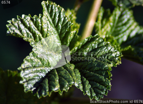 Image of Green leaf