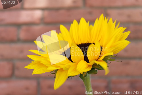 Image of Sunflower