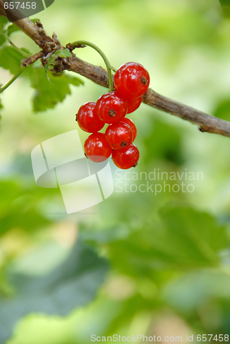 Image of Red currants