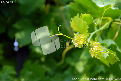 Image of Vine leaves