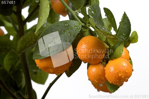 Image of calamondin tree with fruit and leaves. orange fruit