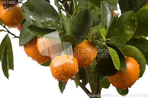 Image of calamondin tree with fruit and leaves. orange fruit