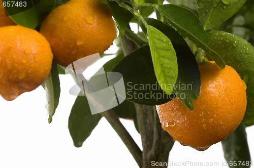 Image of calamondin tree with fruit and leaves. orange fruit