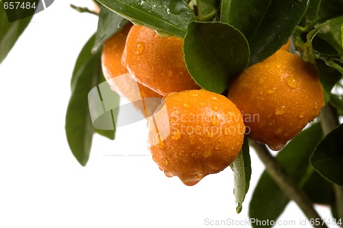 Image of calamondin tree with fruit and leaves. orange fruit