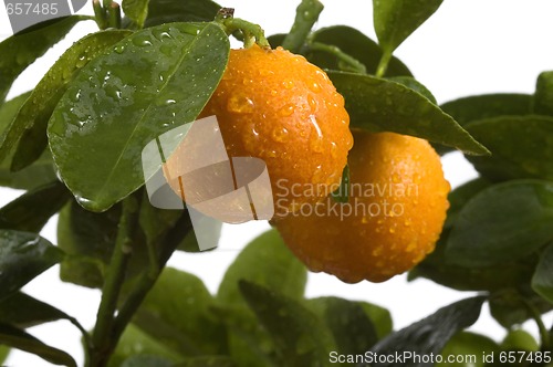 Image of calamondin tree with fruit and leaves. orange fruit
