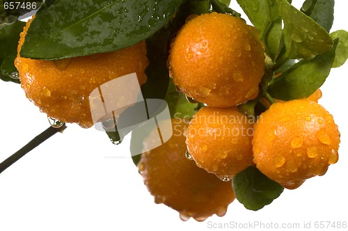 Image of calamondin tree with fruit and leaves. orange fruit