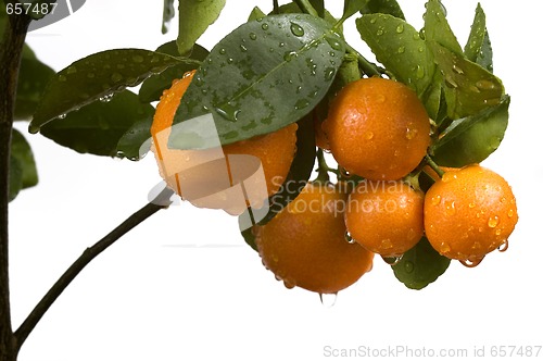 Image of calamondin tree with fruit and leaves. orange fruit