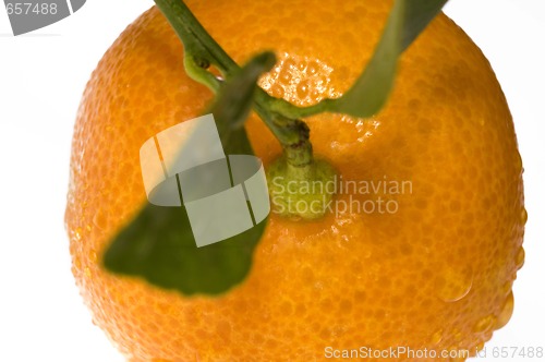 Image of mandarin, calamondin