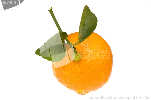 Image of mandarin, calamondin