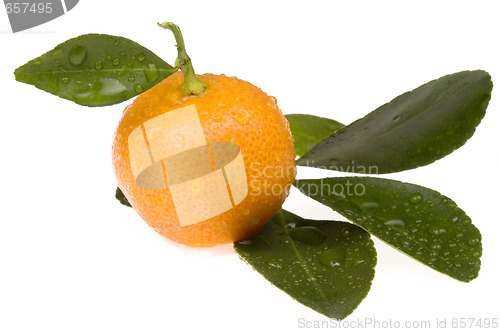 Image of mandarin, calamondin