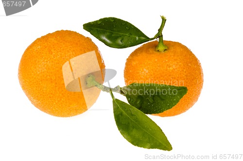 Image of mandarin, calamondin