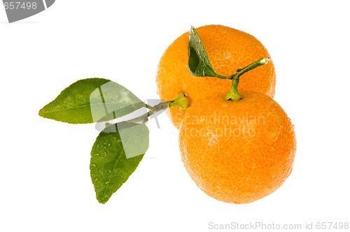 Image of mandarin, calamondin