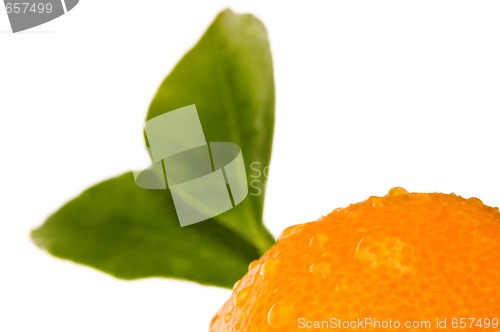 Image of mandarin, calamondin