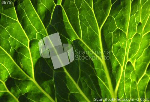 Image of Sun lit leaf