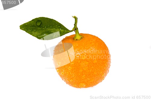 Image of mandarin, calamondin