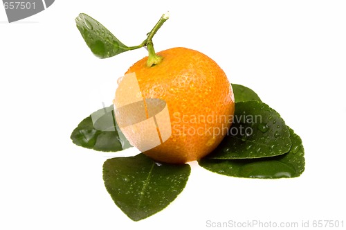 Image of mandarin, calamondin
