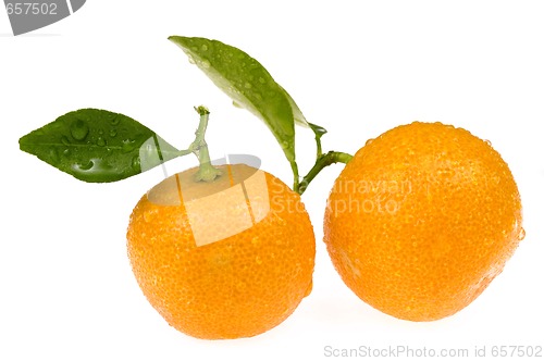 Image of mandarin, calamondin